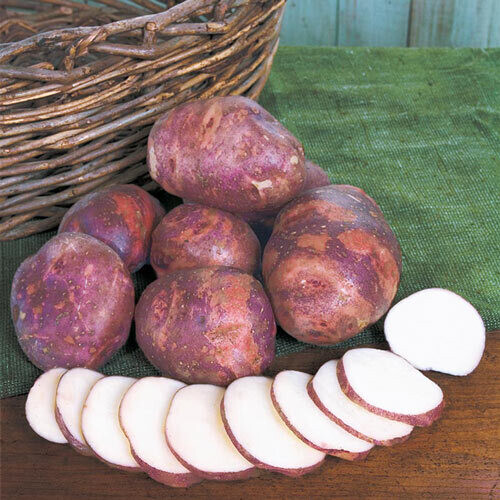 Purple Viking Potato