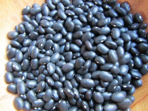 Black Turtle Bean Seeds 815