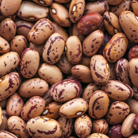 PINTO DRY BEAN SEEDS