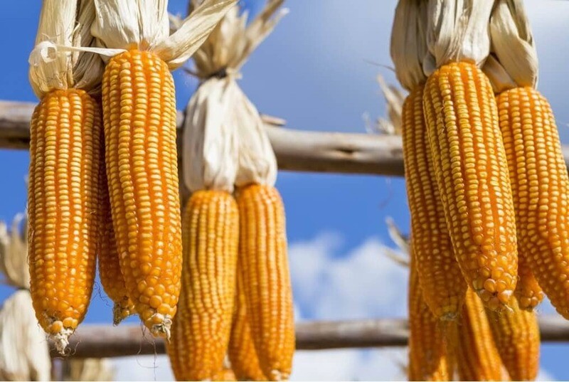 Reid’s Yellow Dent Corn