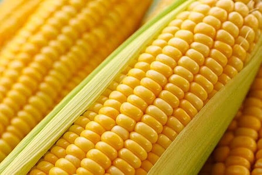 Corn Seeds - Sweet - Golden Bantam