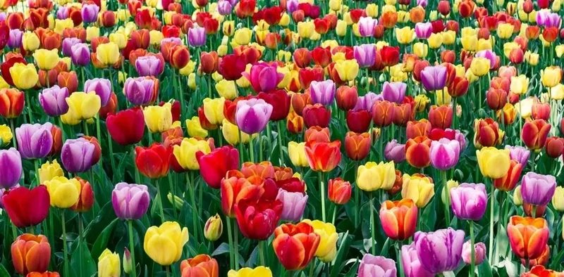 Tulip bulbs Dutch tulip fall ship