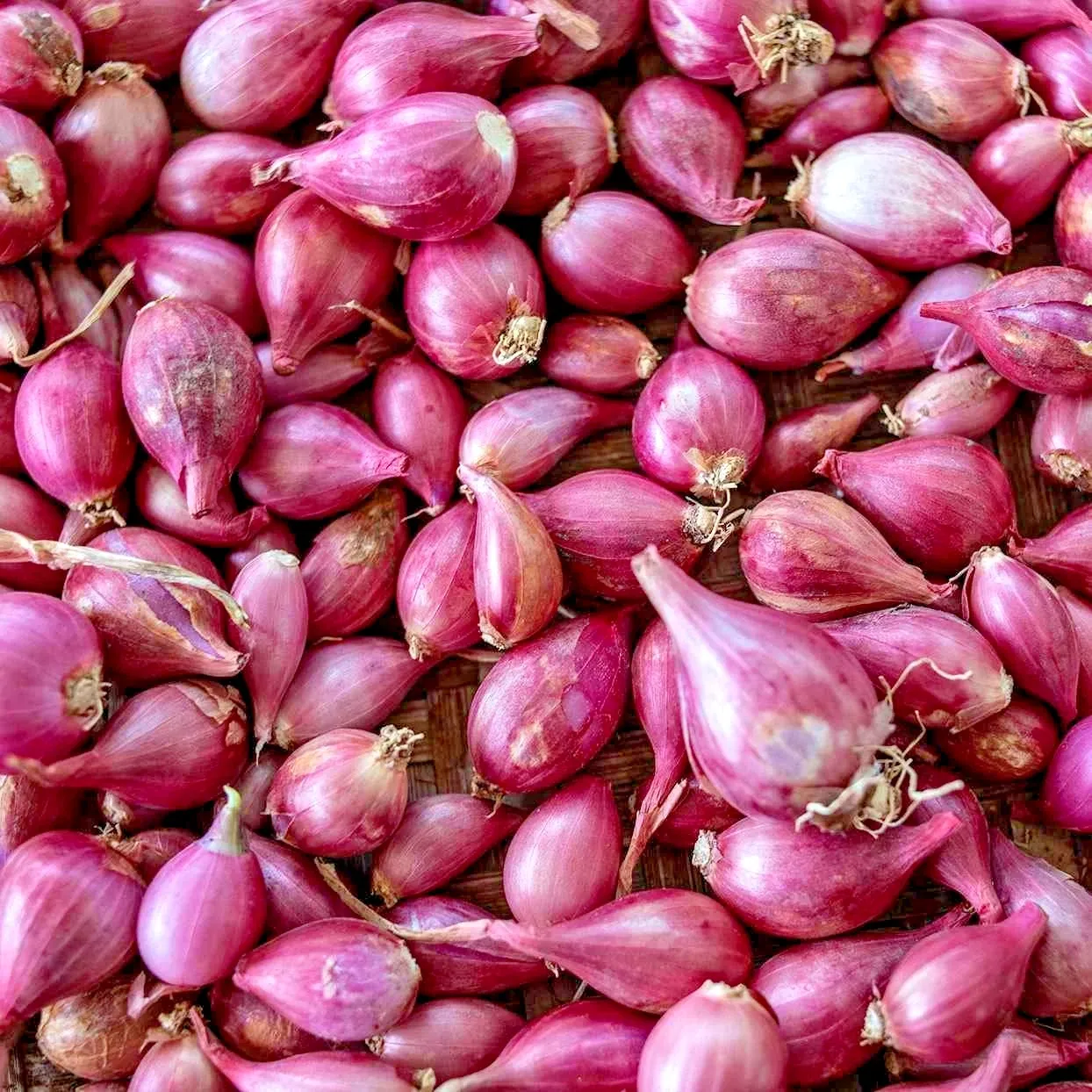 Premium Asian Red Shallots – Strong Aroma &amp; Bold Flavor | Gourmet Red Shallot Bulbs