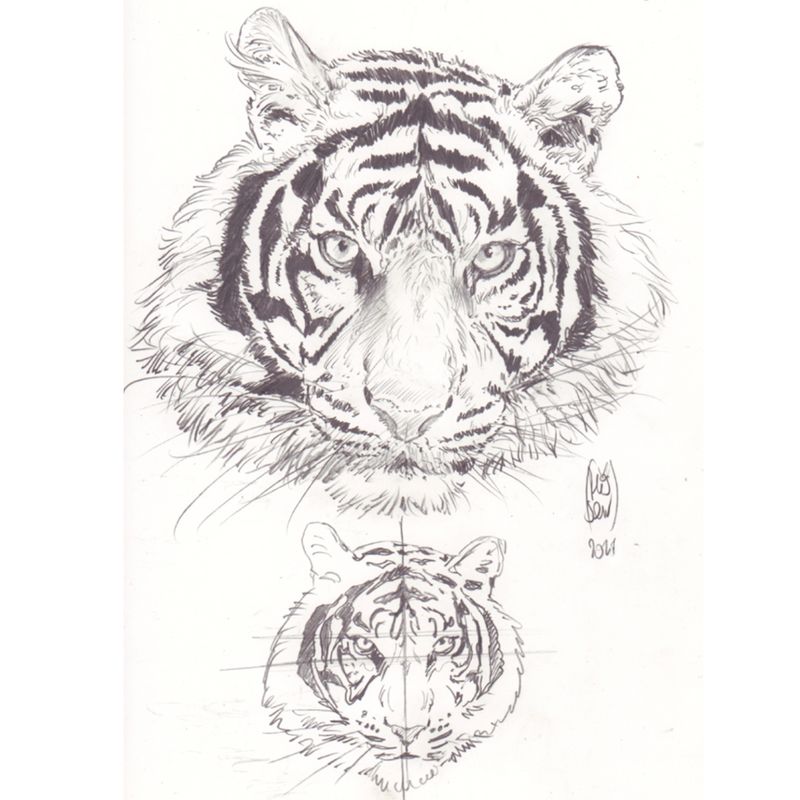 Étude au graphite. Rayures des tigres.
Signé PLISSON 2021.