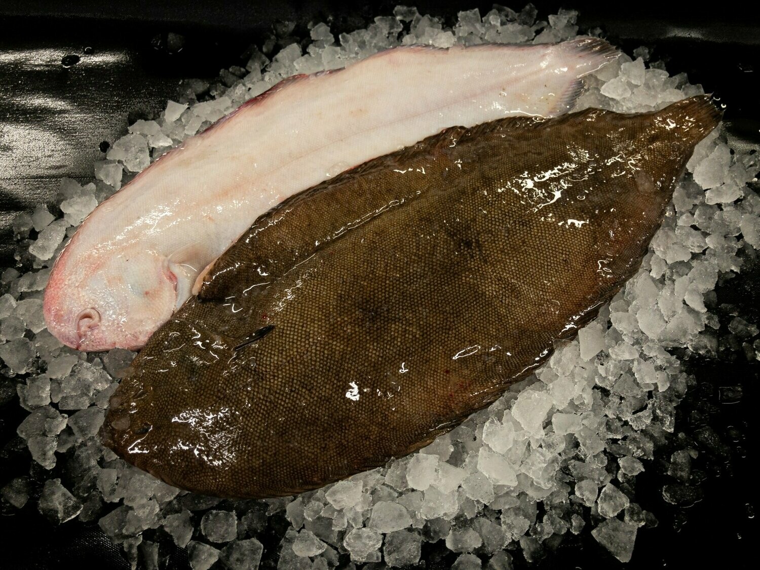 Dover Sole