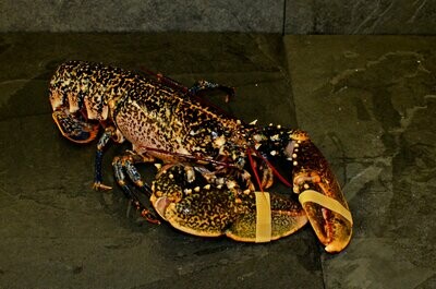Scottish Lobster Cooked 500g/1kg