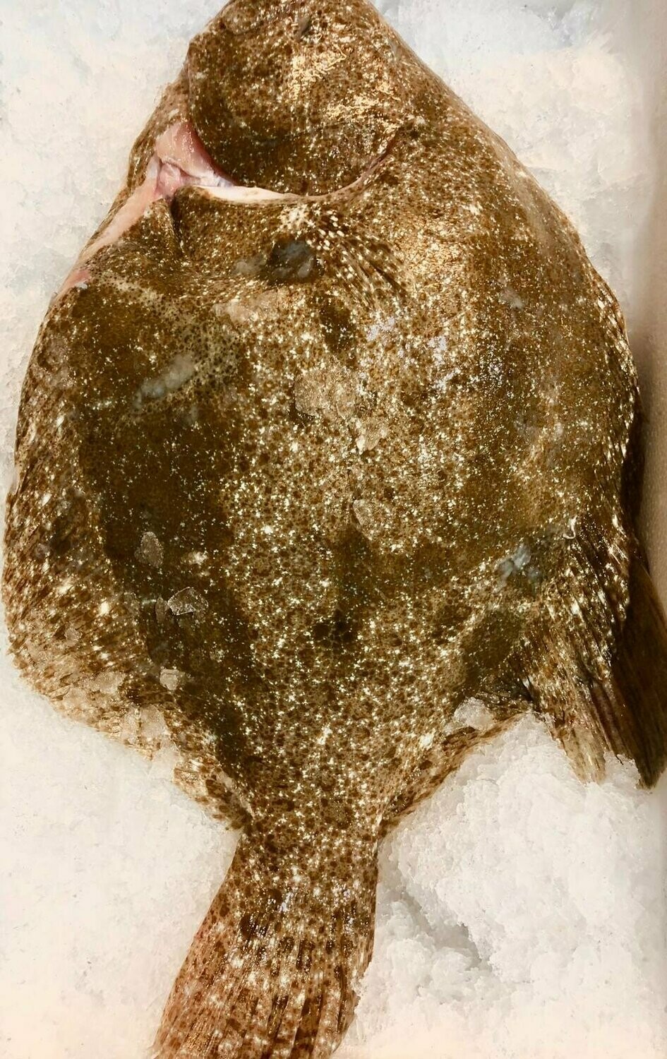 Cornish Brill