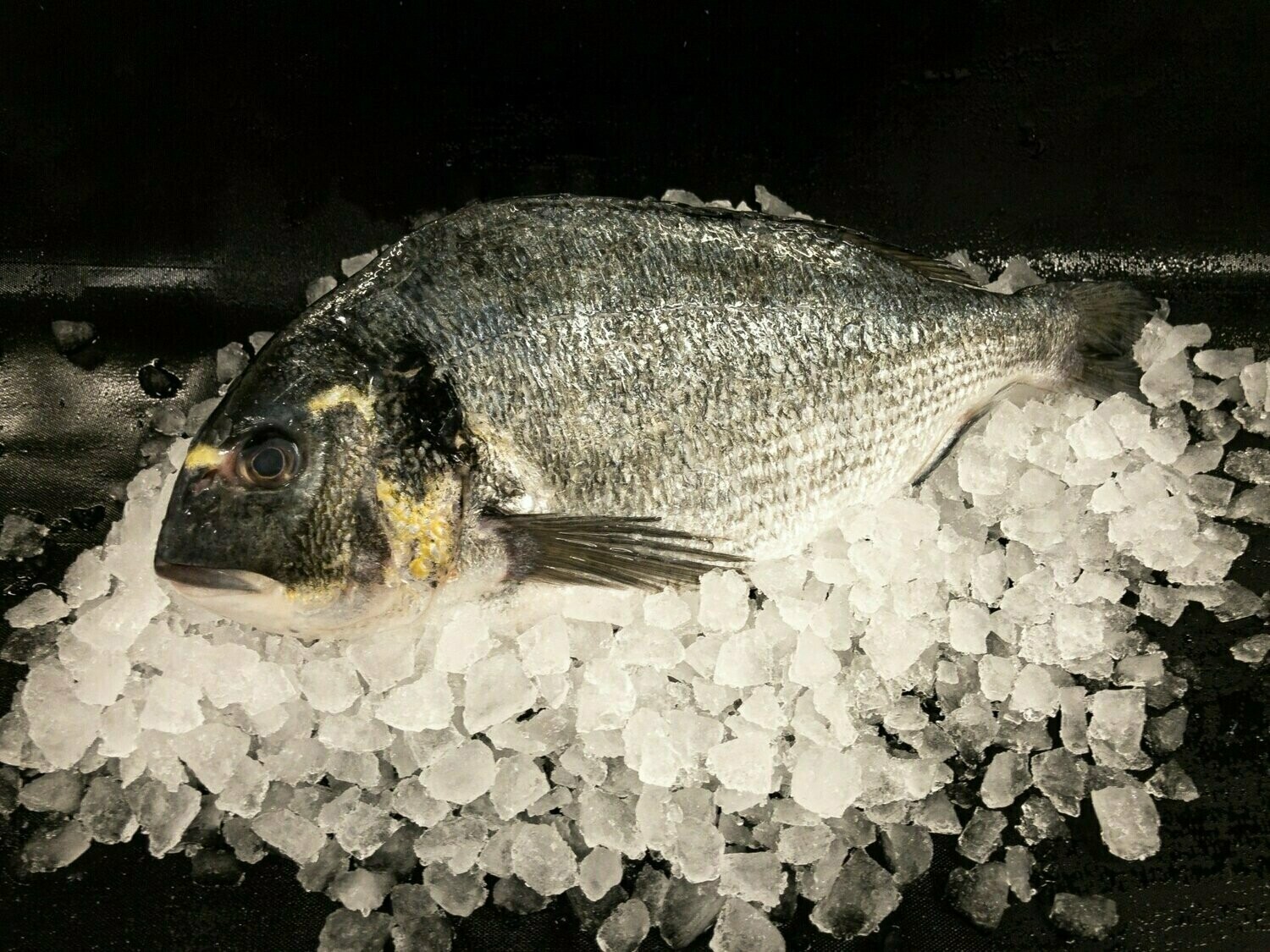 French Sea Bream Whole Farmed