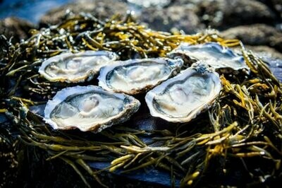 Irish Carlingford Oysters 25 pieces