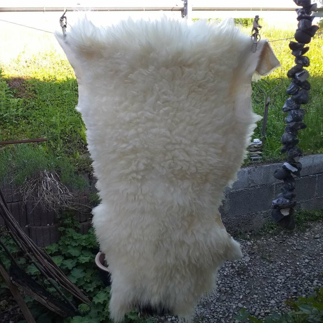 Bergschaf aus dem Alpenland Bergschaf aus dem Alpenland
