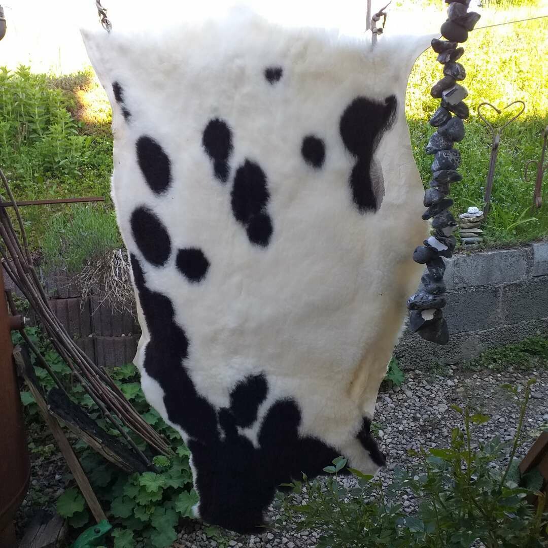 Bergschaf aus dem Alpenland Bergschaf aus dem Alpenland