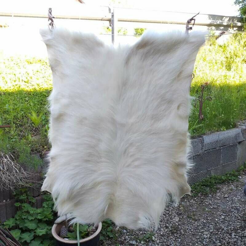 Dwarf goat buck from the alpine country Dwarf goat buck from the alpine country