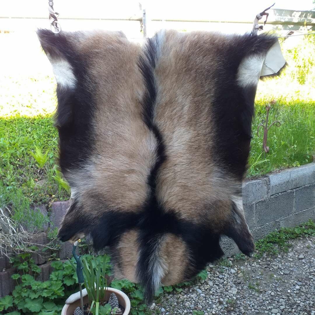 Zwergziegenbock aus dem Alpenland Zwergziegenbock aus dem Alpenland