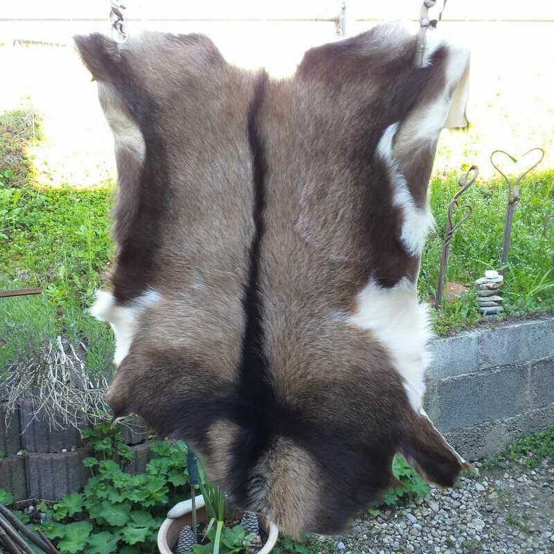 Dwarf goat buck from the alpine country Dwarf goat buck from the alpine country