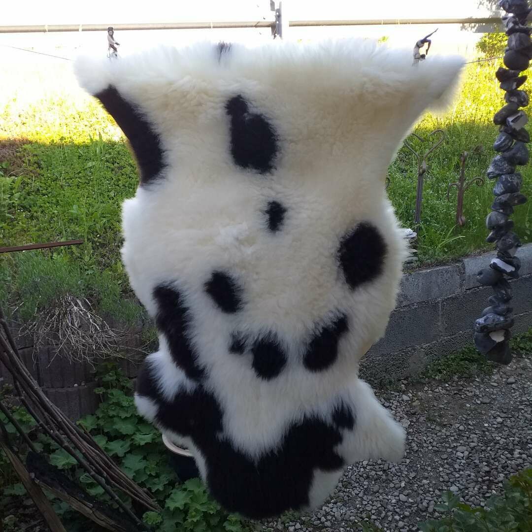 Bergschaf aus dem Alpenland Bergschaf aus dem Alpenland