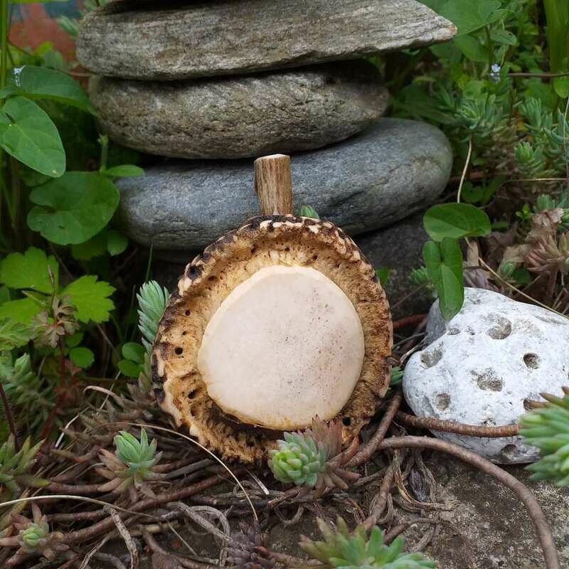 Schnupftabakdose aus Hirschrose und Walnuss Schnupftabakdose aus Hirschrose und Walnuss