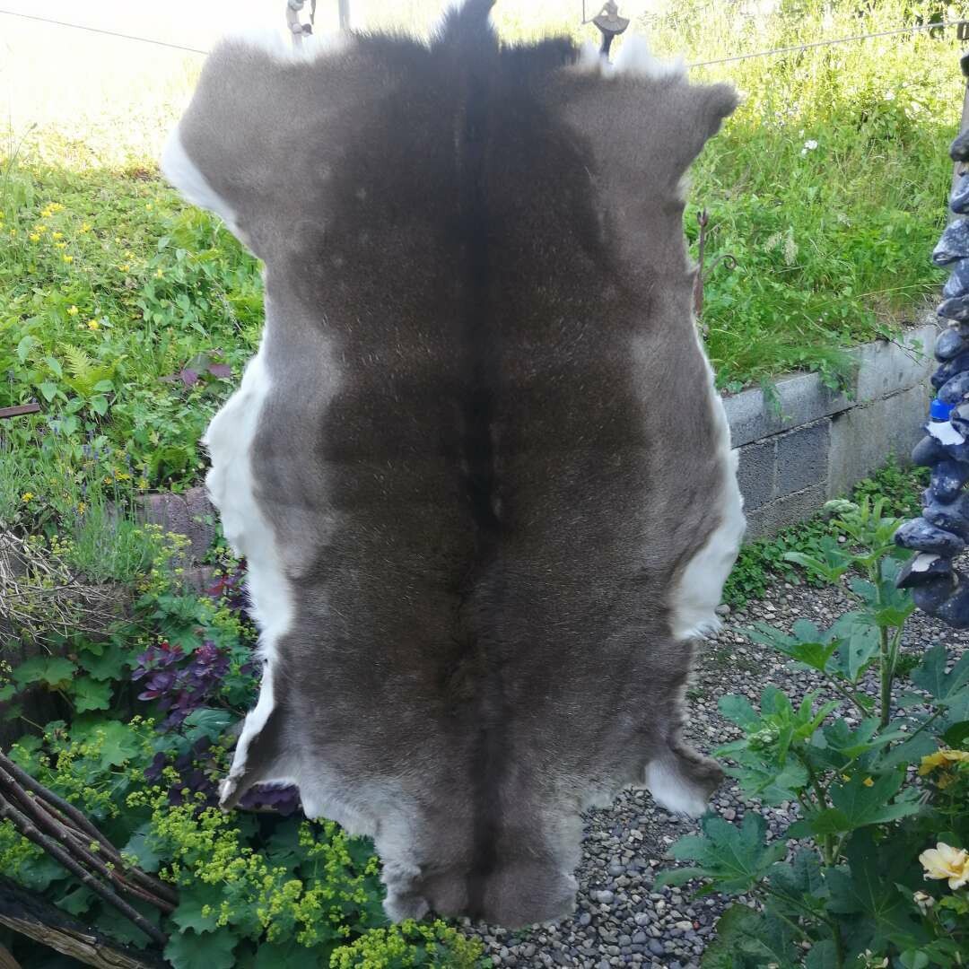 Dammhirsch aus dem Alpenland Dammhirsch aus dem Alpenland