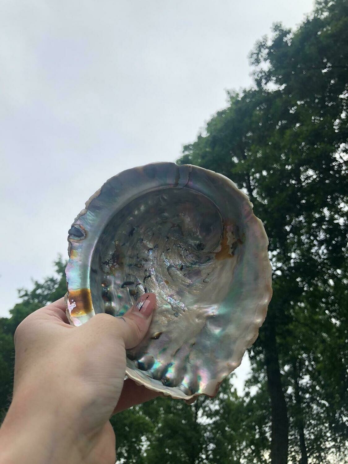 Abalone Schelp