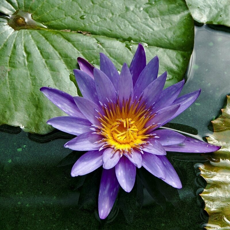 BLUE LOTUS FLOWER BLUE LOTUS FLOWER
