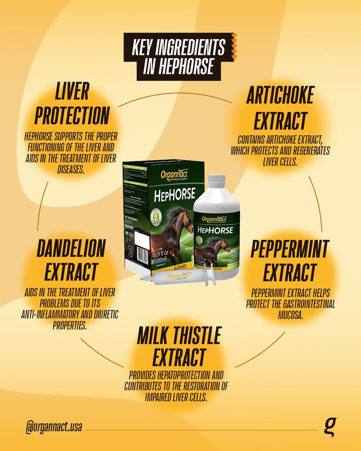 Organnact Hep Horse (Liver function support)