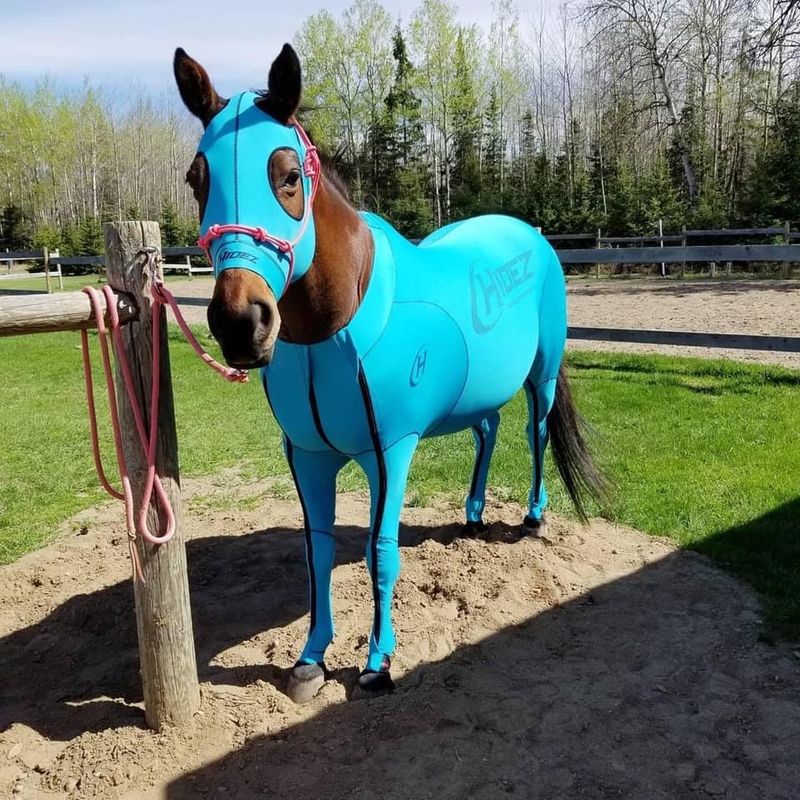 Hidez Suit -Display SAVES YOU MONEY - turquoise- 14.2H
