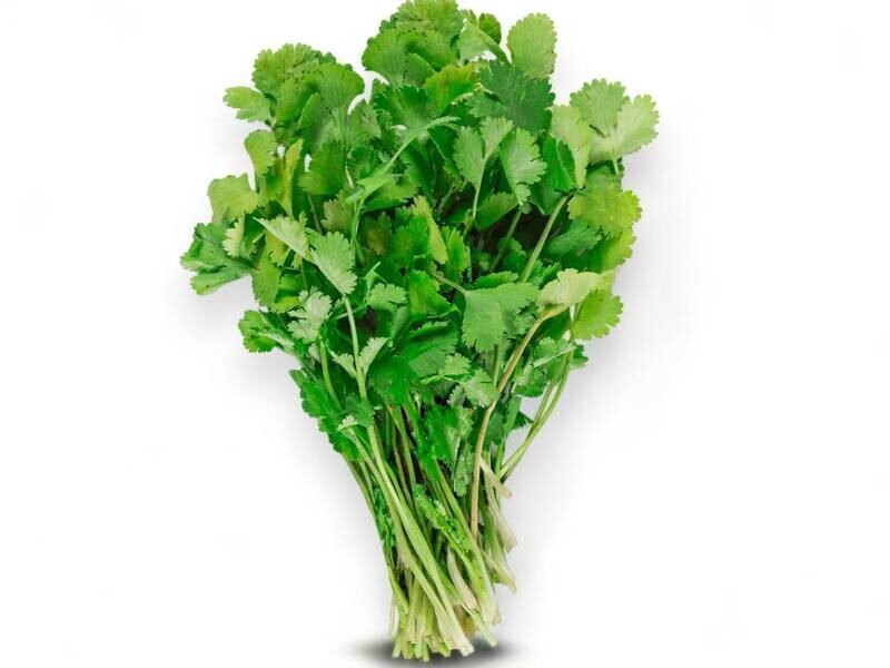 Cilantro Bunch