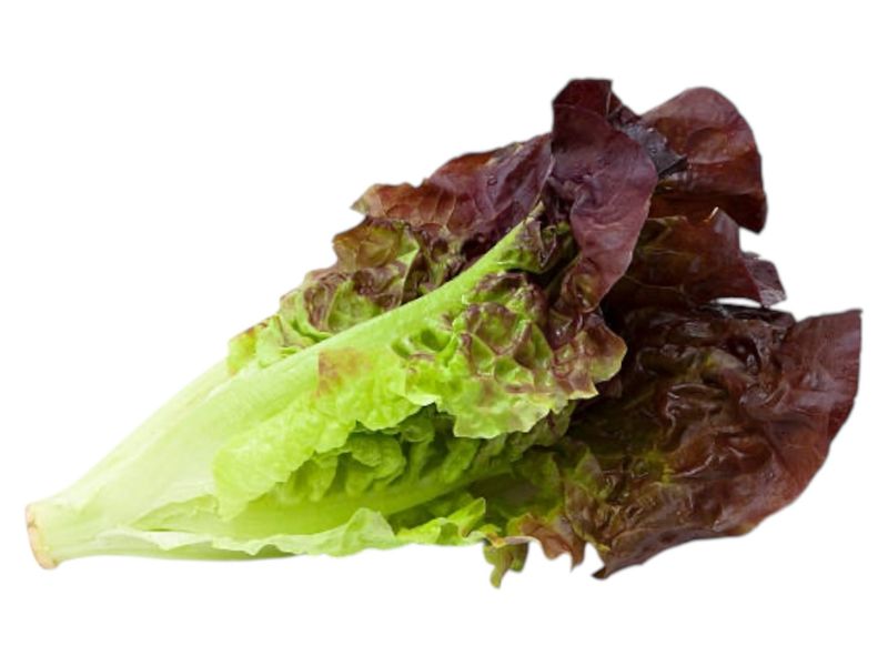 Red Leaf Lettuce /e.a
