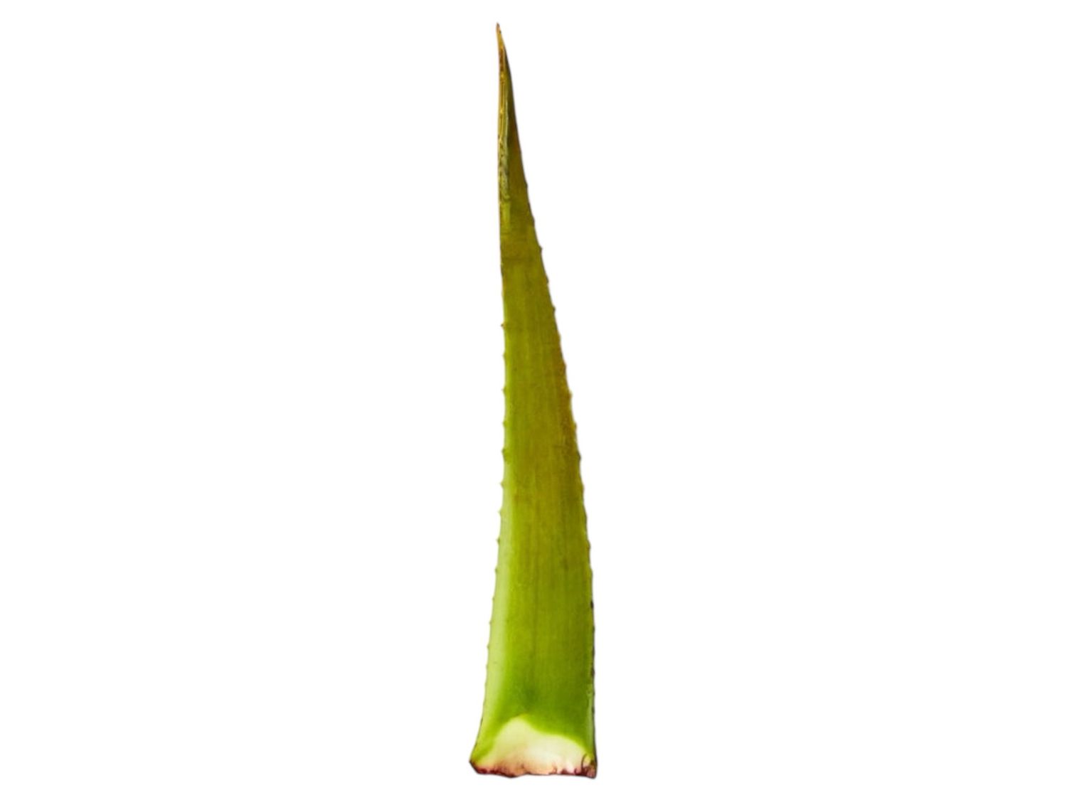 Aloe Vera /pc.