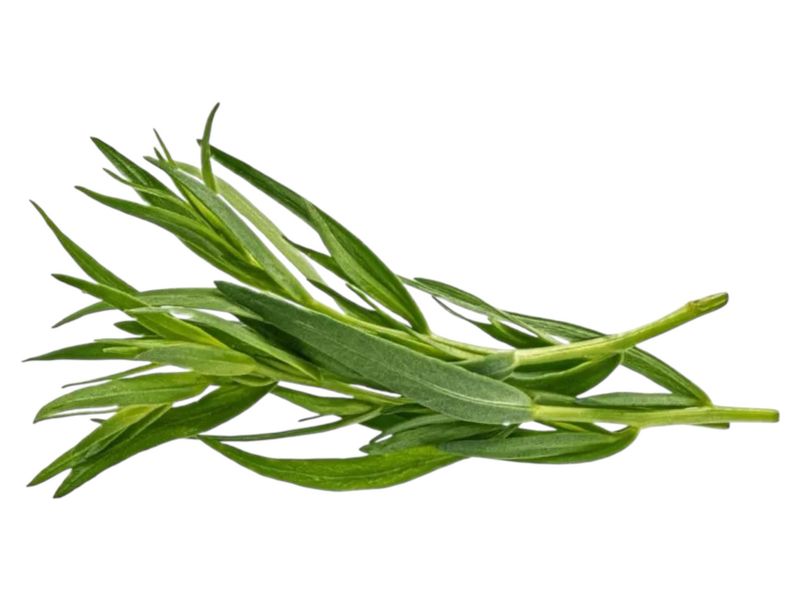 Tarragon /ea