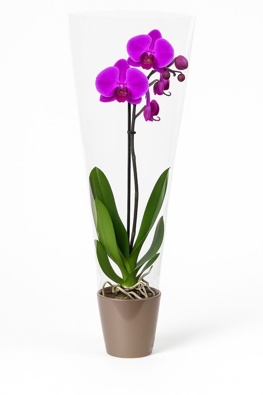 Phalaenopsis Orchid in a Pot