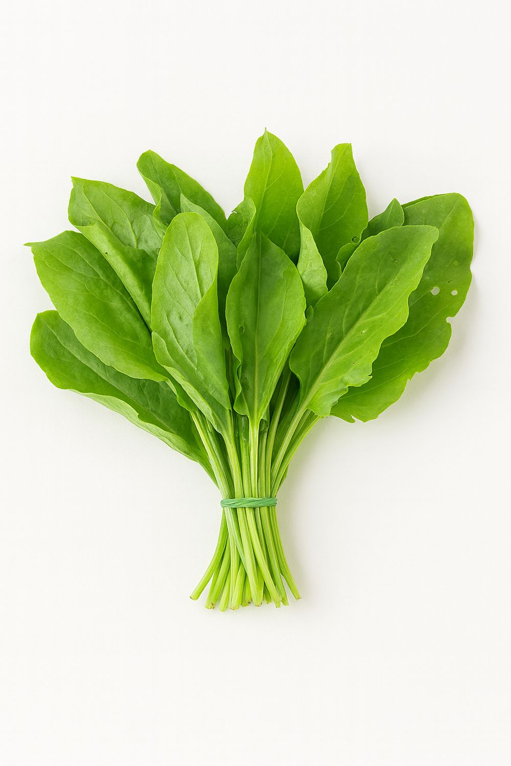 Fresh sorrel / bunch