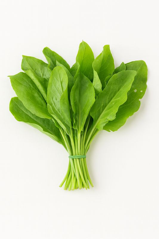 Fresh sorrel / bunch