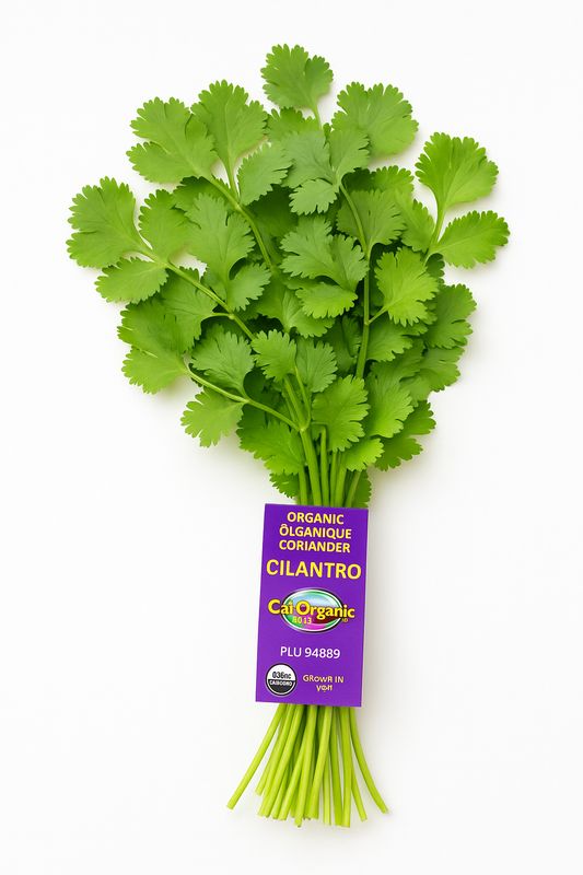 Cilantro Bunch organic