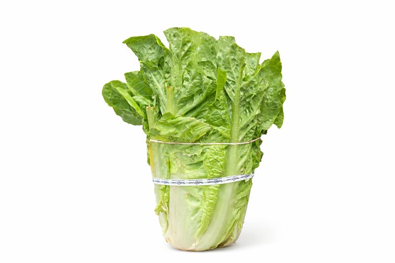 Organic romiane lettuce /  bunch