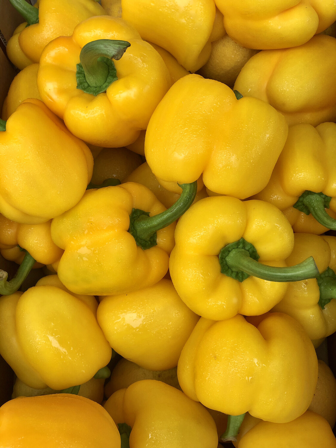 Bell Pepper Yellow