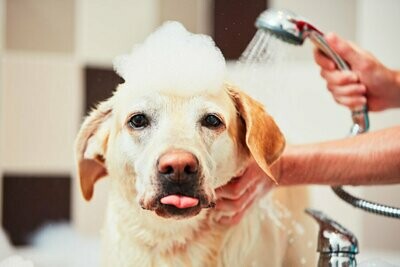 Grooming Products