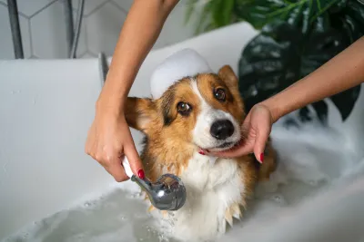 Grooming Products
