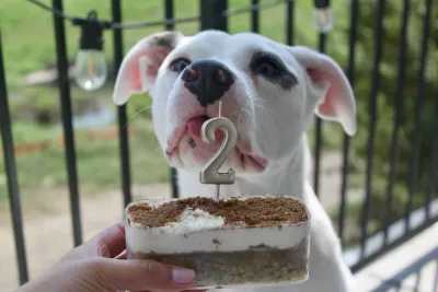 Dog Bakery