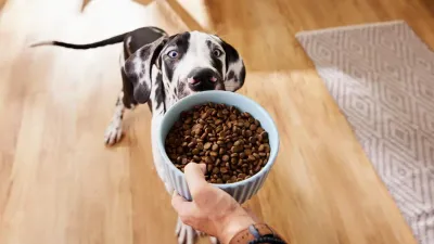 Kibble
