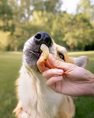 Treats