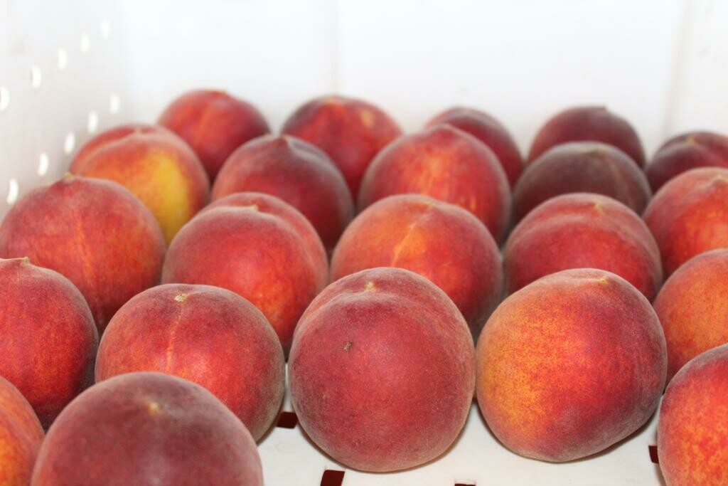 Peaches Yellow Freestone Organic/lb