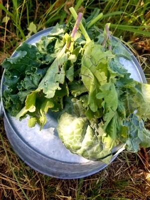 Greens Kale Mix Organic/bunch