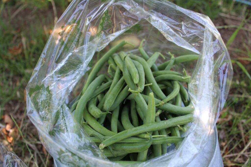 Beans Green Organic/1 Lb bag