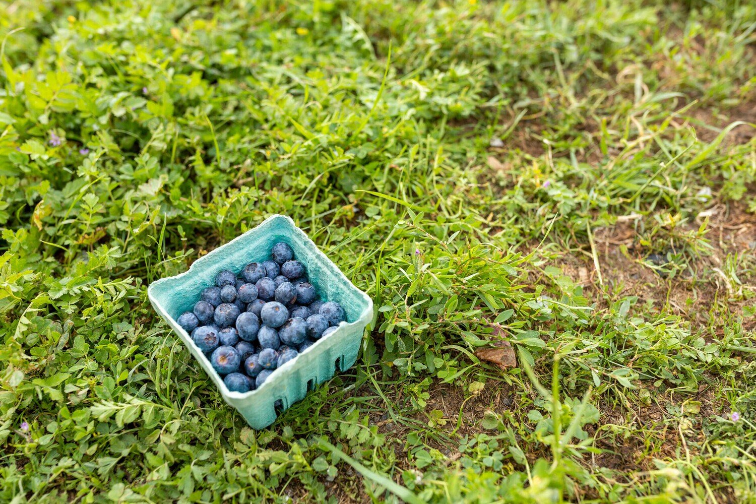 Blueberries Organic/Pint