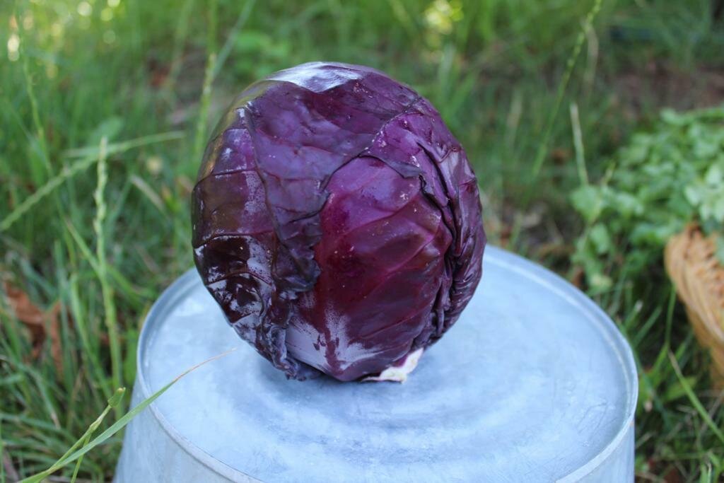 Cabbage Red Organic/LB