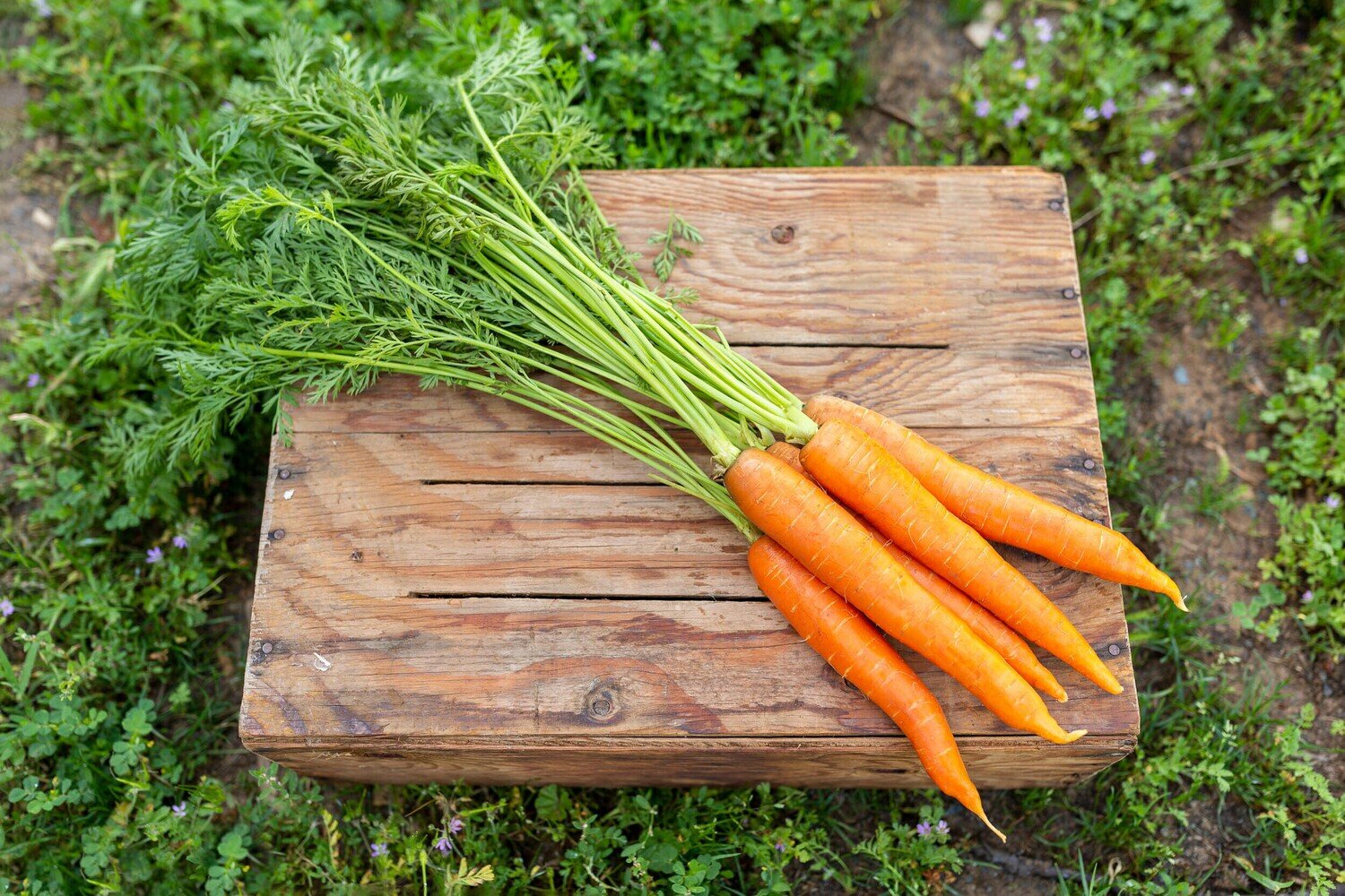 Carrots Organic/Bunch