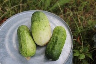 Cucumbers Market Organic