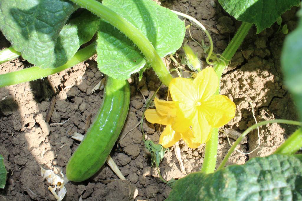 Cucumbers Slicers Organic per/lb