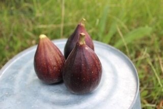 Fig Black Organic lb