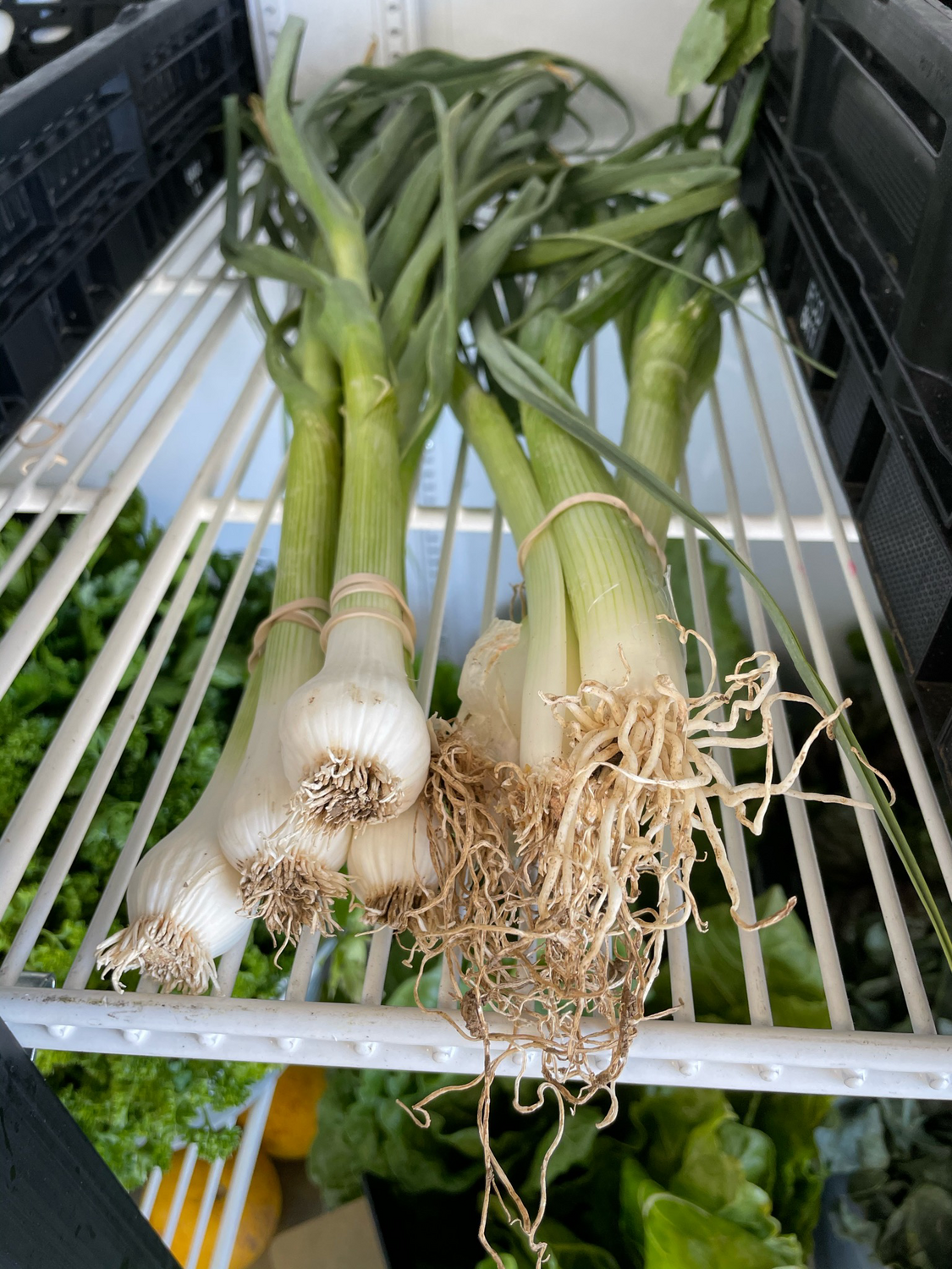 Garlic Spring Local Bunch